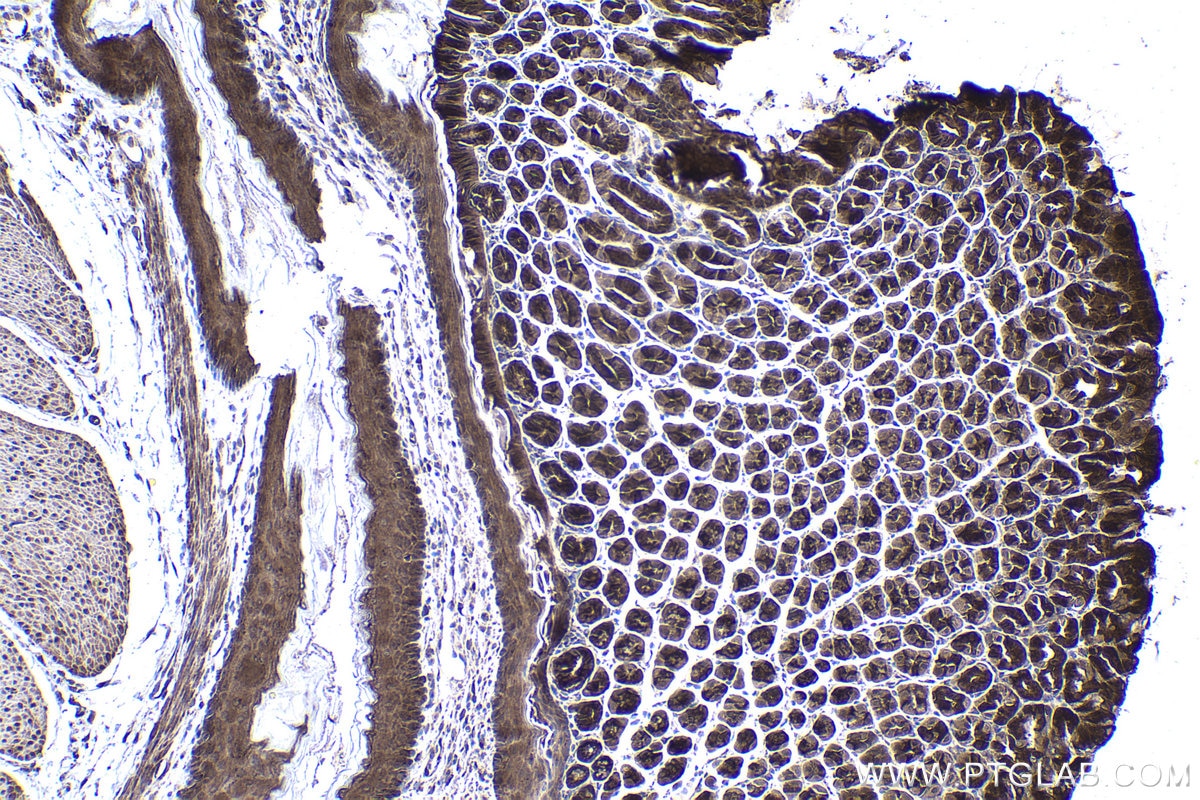 Immunohistochemical analysis of paraffin-embedded mouse stomach tissue slide using KHC1472 (ZPR1 IHC Kit).