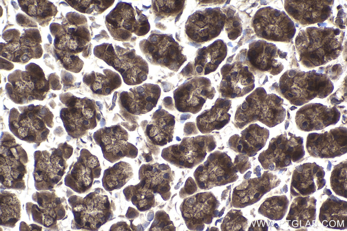 Immunohistochemical analysis of paraffin-embedded rat stomach tissue slide using KHC1472 (ZPR1 IHC Kit).