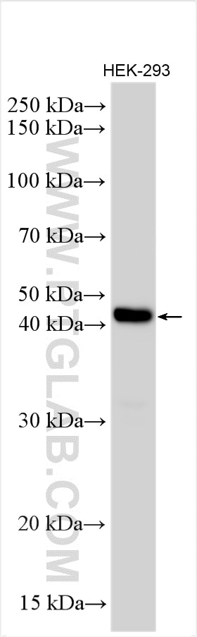 WB analysis using 13388-1-AP