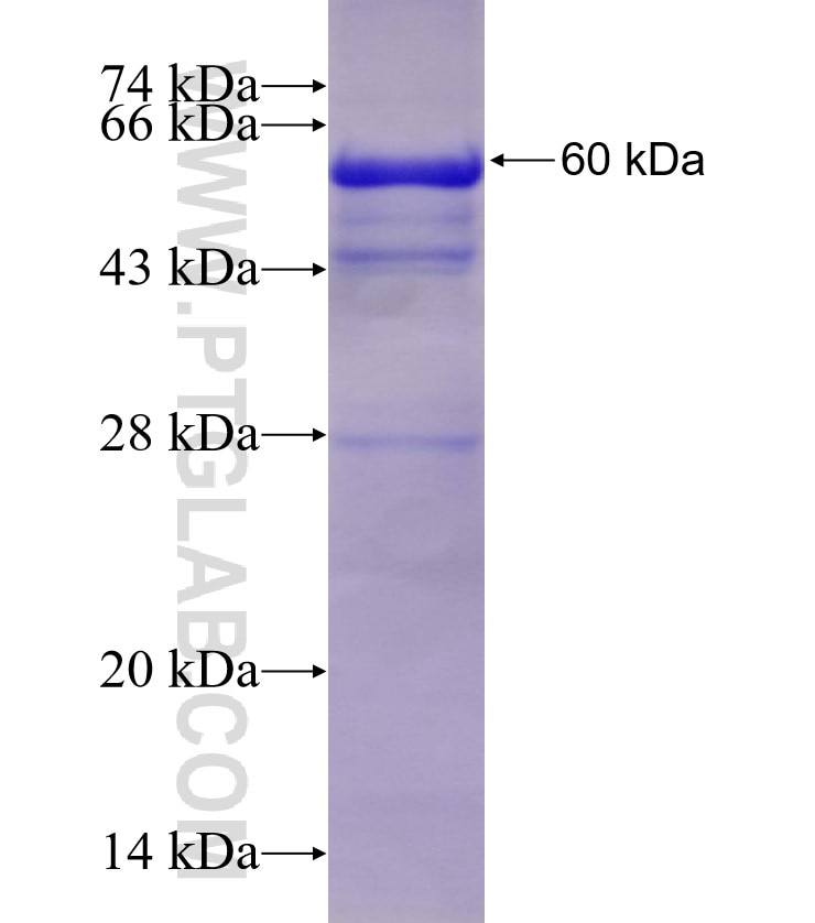 IHH fusion protein Ag4046 SDS-PAGE