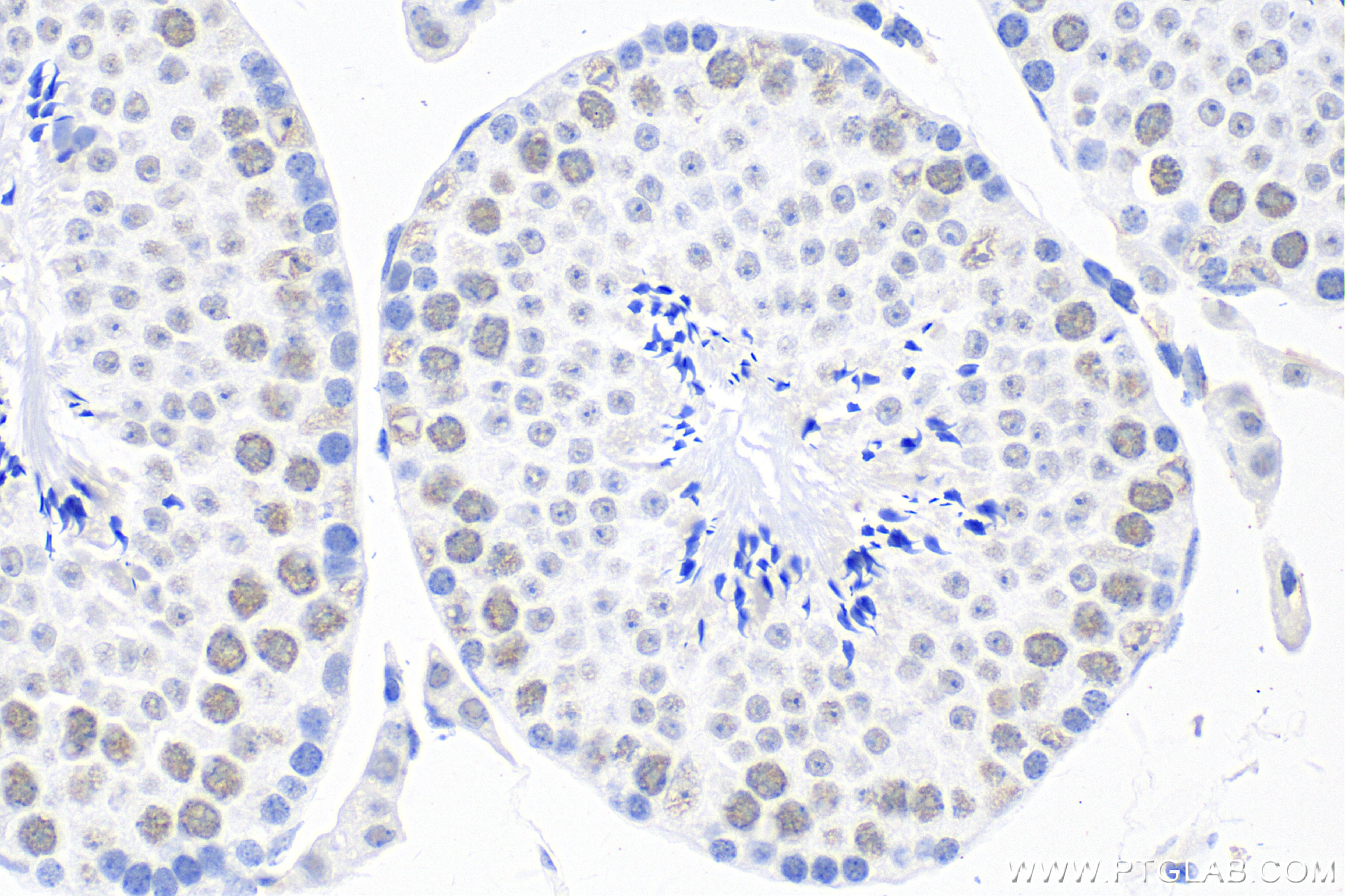 Immunohistochemistry (IHC) staining of mouse testis tissue using IK Polyclonal antibody (31833-1-AP)