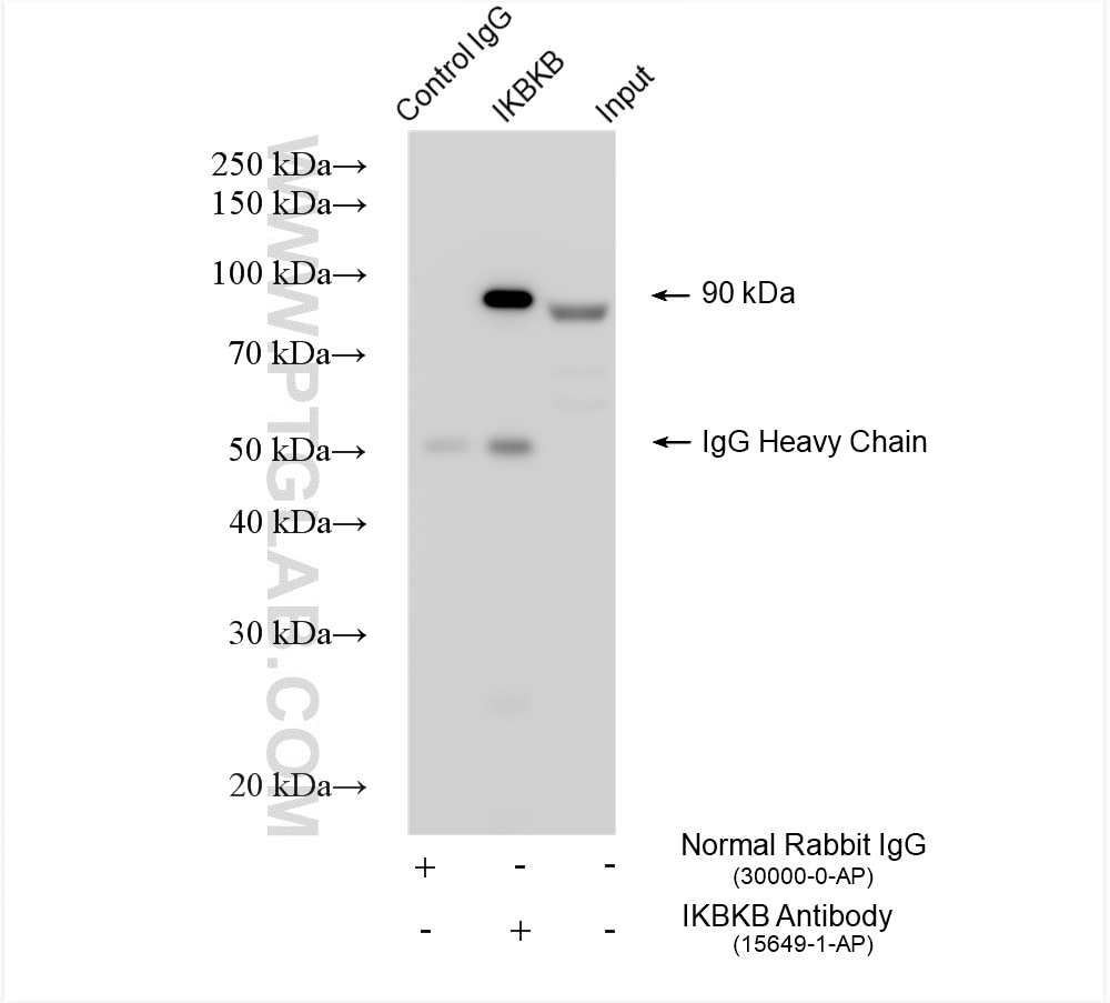 Immunoprecipitation (IP) experiment of Jurkat cells using IKBKB Polyclonal antibody (15649-1-AP)