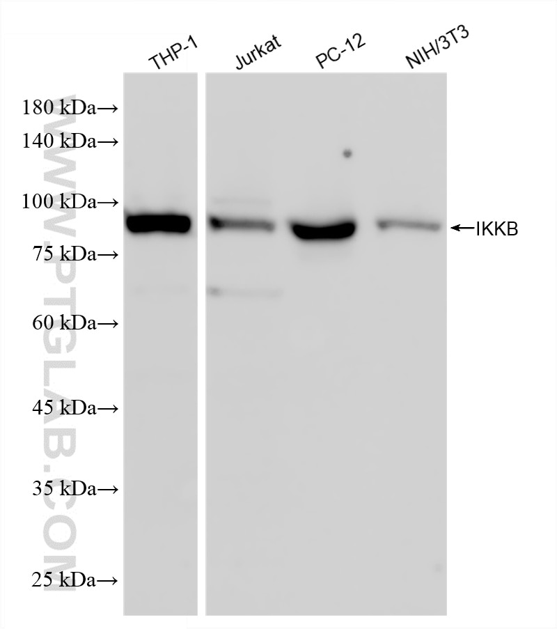 Various lysates were subjected to SDS PAGE followed by western blot with 81370-2-RR (IKKB antibody) at dilution of 1:2000 incubated at room temperature for 1.5 hours. Western Blot (WB) analysis of various lysates using IKKB Recombinant monoclonal antibody (81370-2-RR)