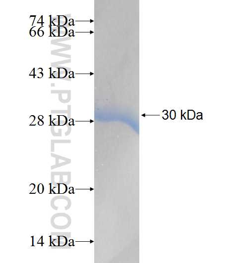 IKBKB fusion protein Ag8129 SDS-PAGE