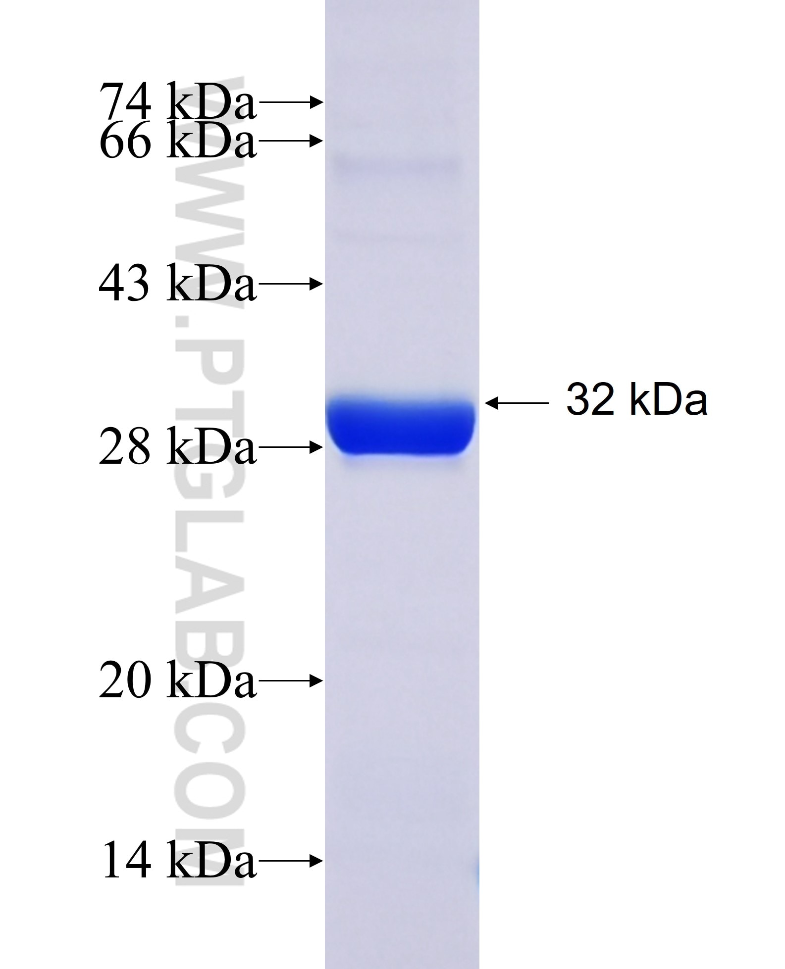 IKBKB fusion protein Ag8129 SDS-PAGE