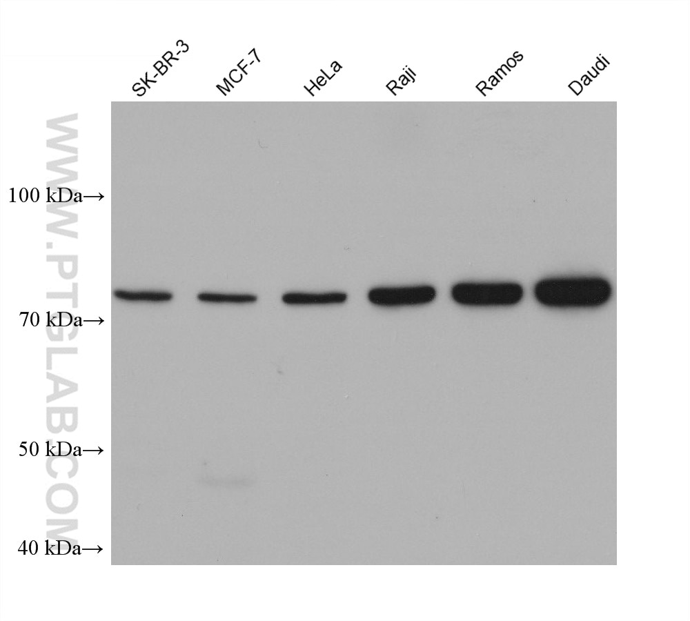 Western Blot (WB) analysis of various lysates using IKBKE Monoclonal antibody (68531-1-Ig)