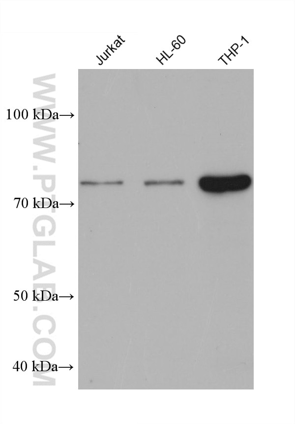 Western Blot (WB) analysis of various lysates using IKBKE Monoclonal antibody (68531-1-Ig)