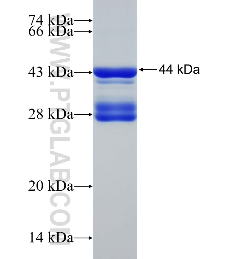 IKBKE fusion protein Ag30374 SDS-PAGE