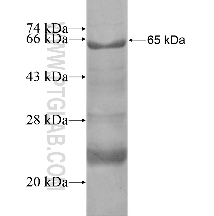 IKBKE fusion protein Ag16037 SDS-PAGE
