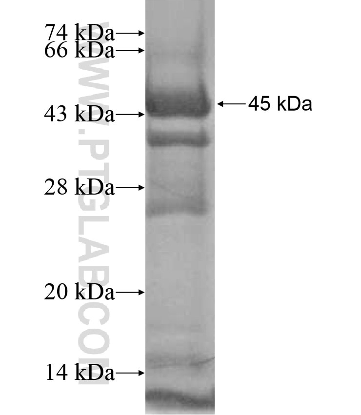 IKBKE fusion protein Ag17234 SDS-PAGE