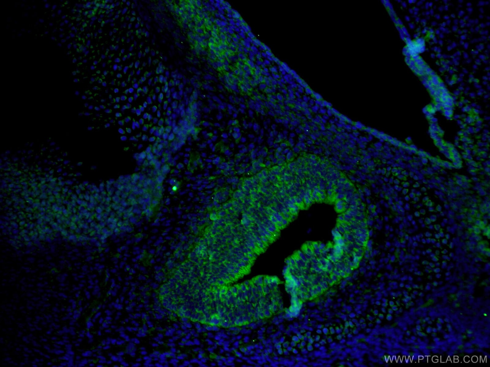 IF Staining of mouse embryo using 18474-1-AP