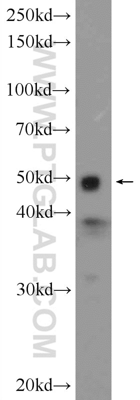 Western Blot (WB) analysis of mouse brain tissue using IKBKG Polyclonal antibody (18474-1-AP)