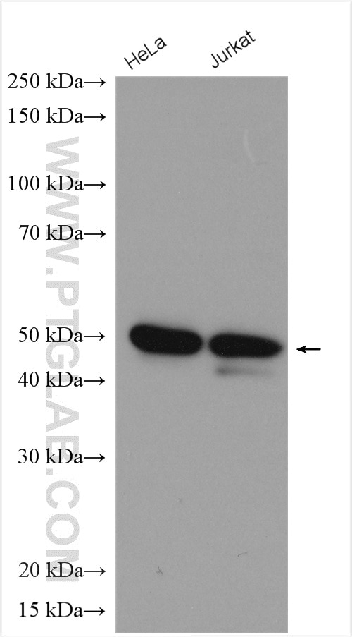 Western Blot (WB) analysis of various lysates using IKBKG Polyclonal antibody (18474-1-AP)