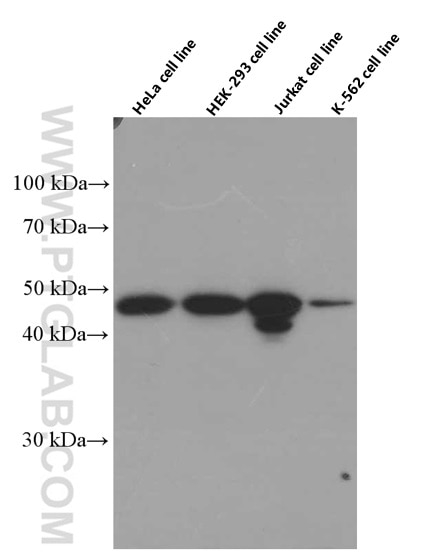 Western Blot (WB) analysis of various lysates using IKBKG Monoclonal antibody (66460-1-Ig)