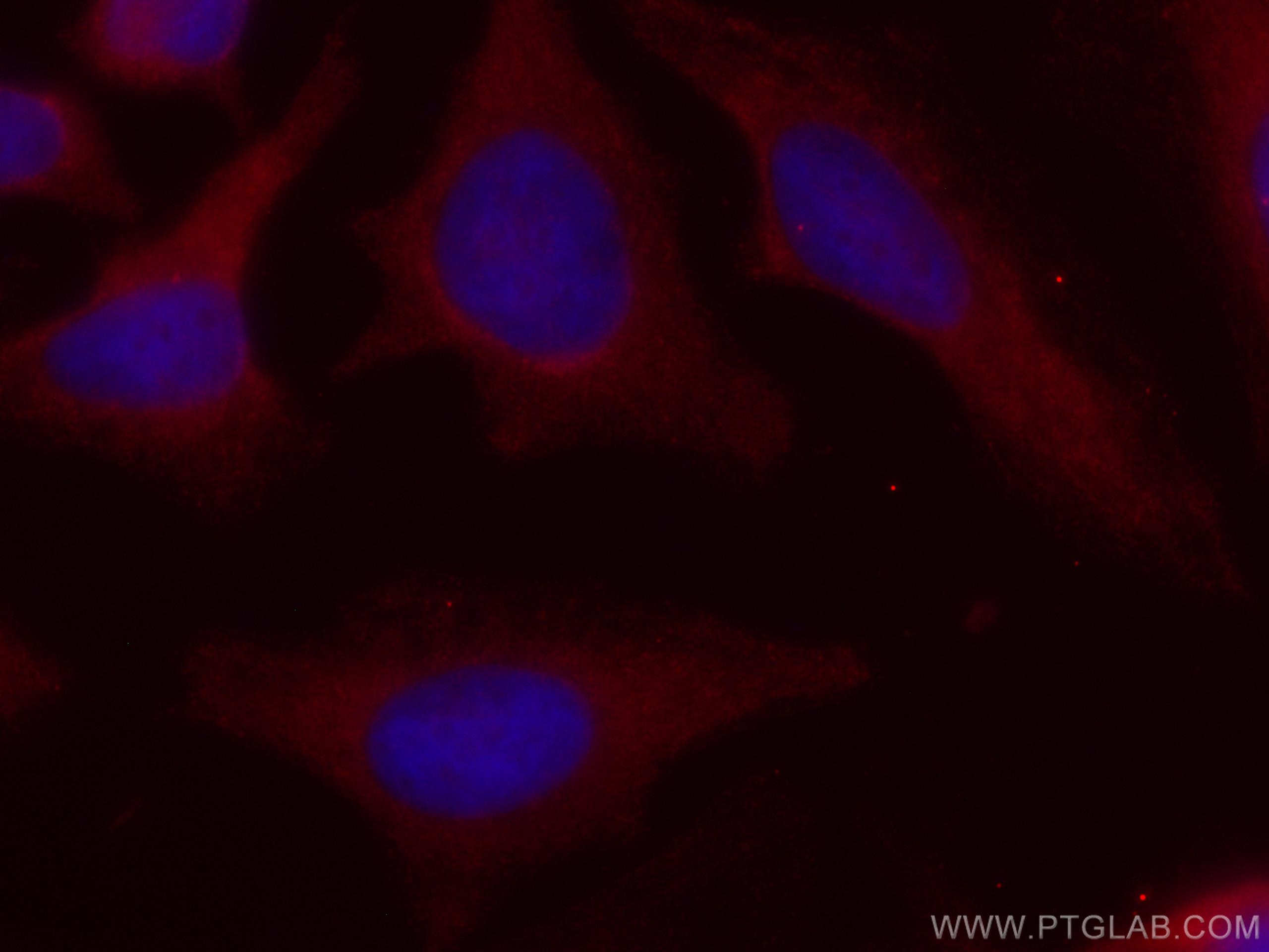 IF Staining of HeLa using CL594-66460