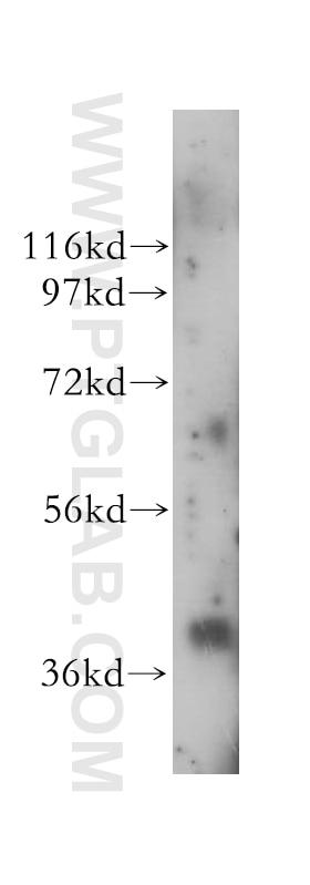 Western Blot (WB) analysis of mouse thymus tissue using IKIP Polyclonal antibody (14589-1-AP)