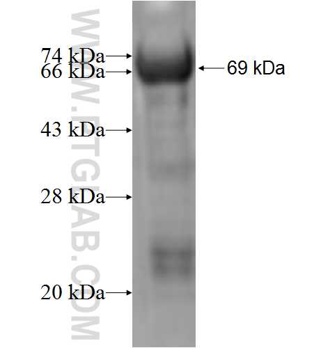 IKIP fusion protein Ag6119 SDS-PAGE