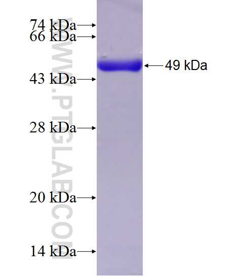 IKIP fusion protein Ag6423 SDS-PAGE