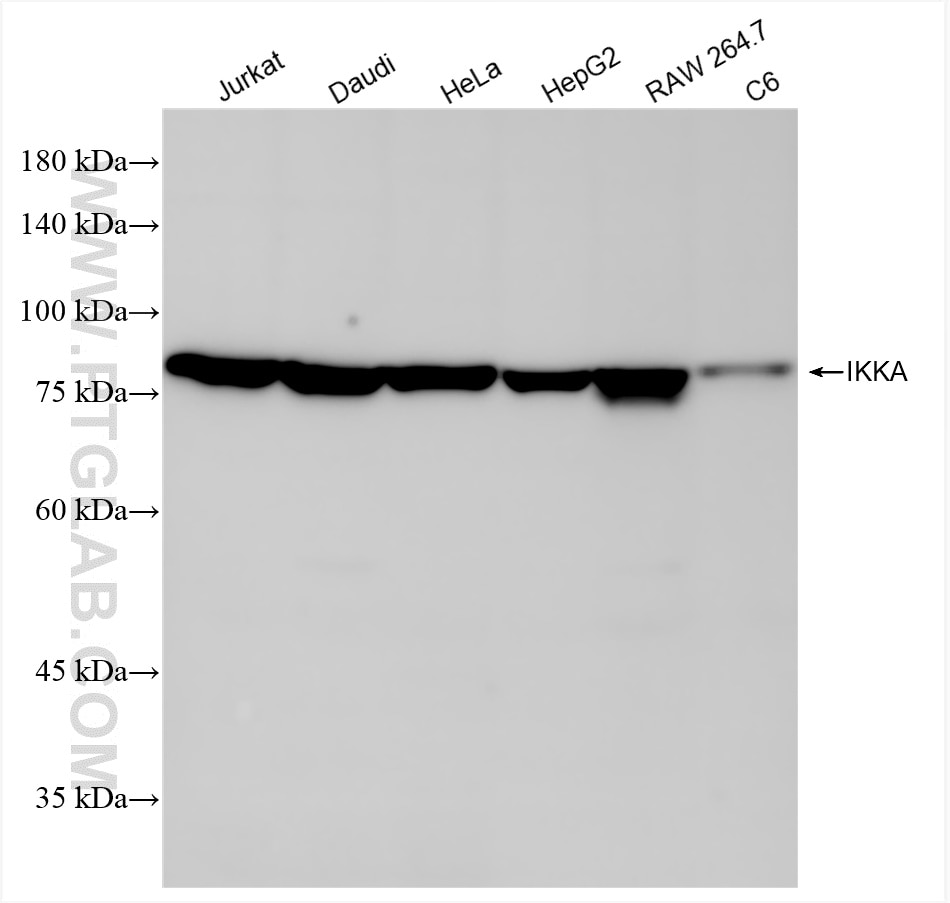 Western Blot (WB) analysis of various lysates using IKKA Recombinant antibody (84372-4-RR)
