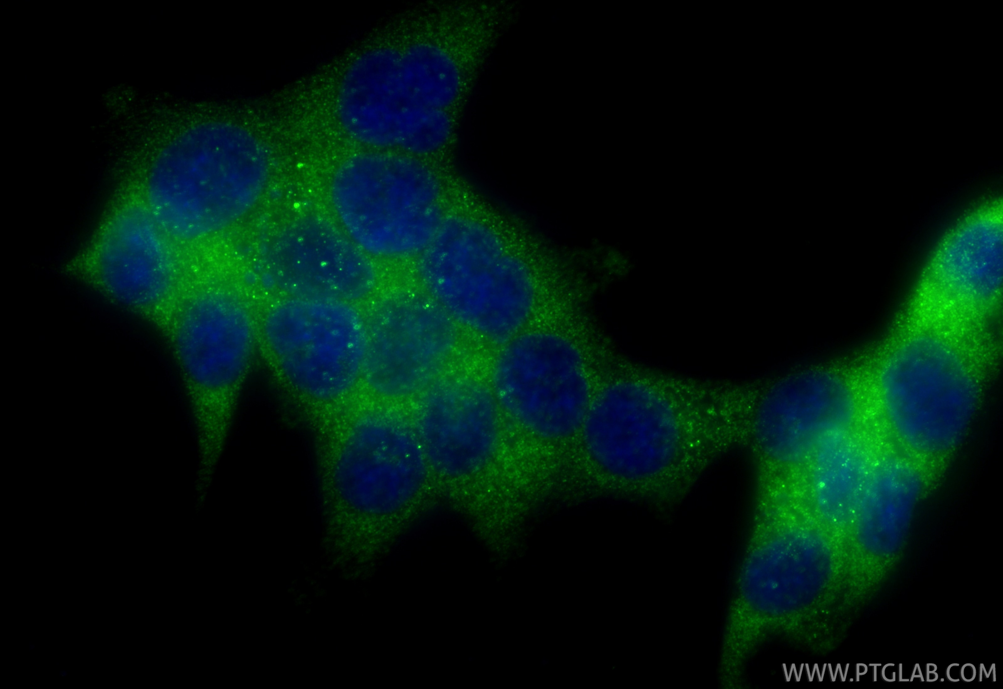 Immunofluorescent analysis of (4% PFA) fixed HCT 116 cells using IKKA antibody (84372-5-RR, Clone: 241579D12 ) at dilution of 1:500 and CoraLite®488-Conjugated Goat Anti-Rabbit IgG(H+L) (SA00013-2). Immunofluorescence (IF) / fluorescent staining of HCT 116 cells using IKKA Recombinant monoclonal antibody (84372-5-RR)