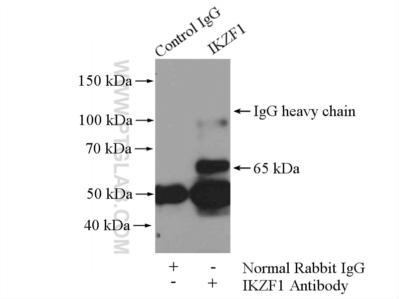 Immunoprecipitation (IP) experiment of HeLa cells using IKZF1 Polyclonal antibody (12016-1-AP)