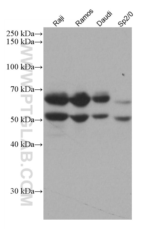 Western Blot (WB) analysis of various lysates using IKZF1 Monoclonal antibody (66966-1-Ig)