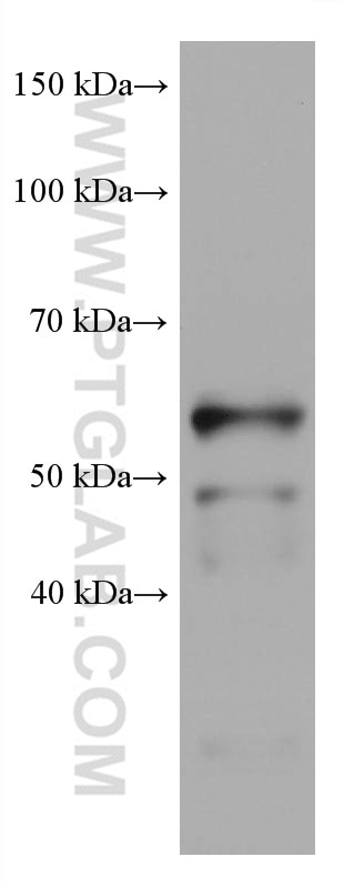 Western Blot (WB) analysis of rabbit spleen tissue using IKZF1 Monoclonal antibody (66966-1-Ig)