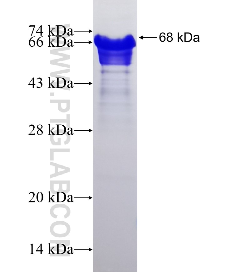 IKZF1 fusion protein Ag2631 SDS-PAGE