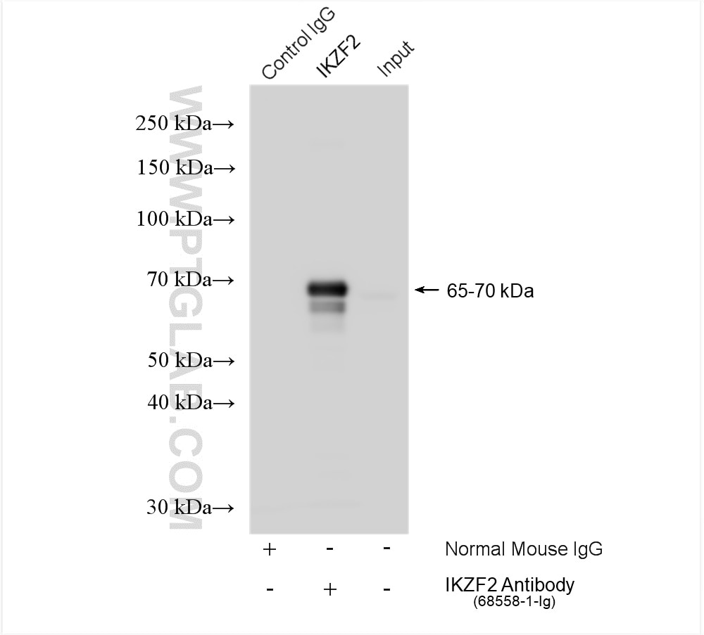 Immunoprecipitation (IP) experiment of Jurkat cells using HELIOS Monoclonal antibody (68558-1-Ig)