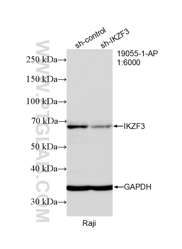 Western Blot (WB) analysis of Raji cells using Aiolos/IKZF3 Polyclonal antibody (19055-1-AP)