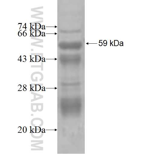 IKZF3 fusion protein Ag4434 SDS-PAGE
