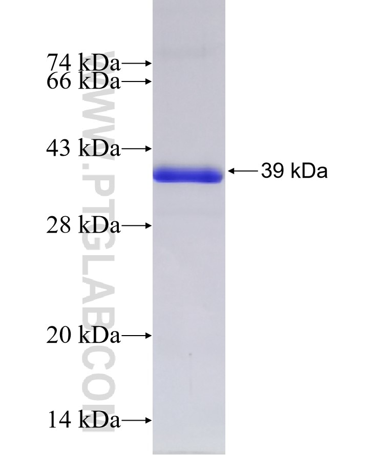IKZF3 fusion protein Ag5537 SDS-PAGE