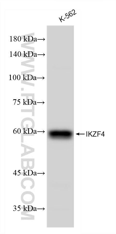 IKZF4