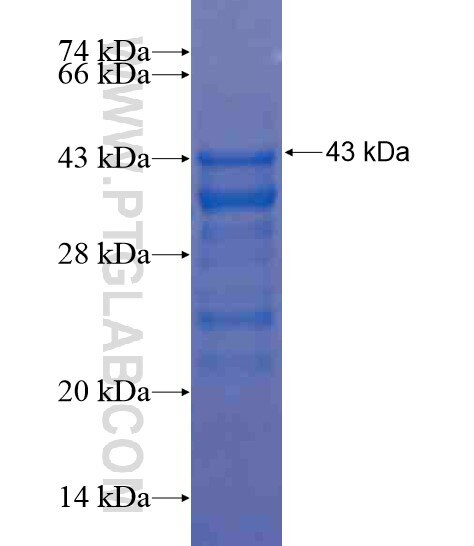 IKZF5 fusion protein Ag20405 SDS-PAGE