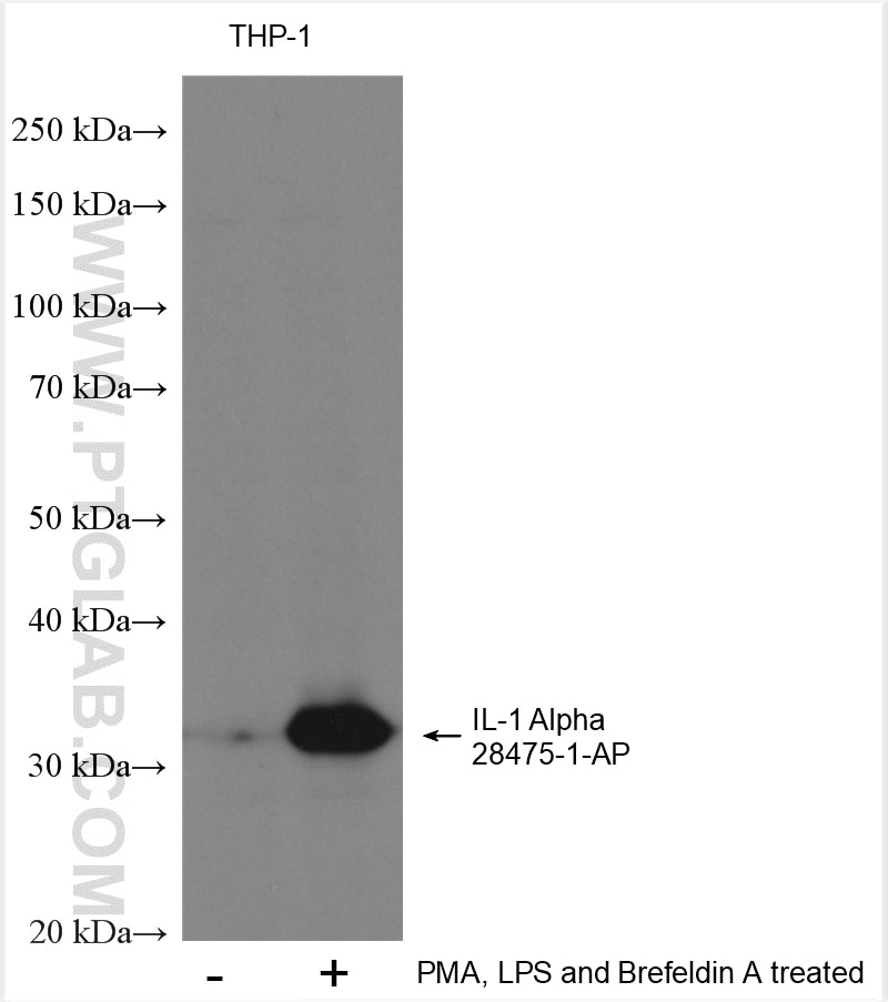 Western Blot (WB) analysis of various lysates using IL-1 Alpha Polyclonal antibody (28475-1-AP)