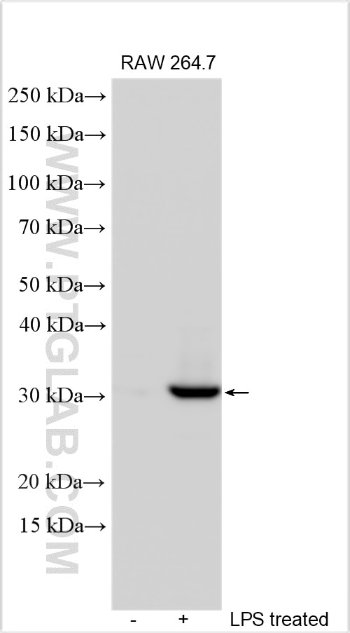 Western Blot (WB) analysis of various lysates using IL-1 alpha Polyclonal antibody (30216-1-AP)