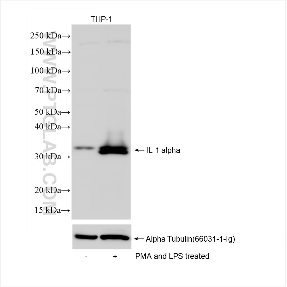 Western Blot (WB) analysis of THP-1 cells using IL-1 alpha Recombinant antibody (84411-5-RR)