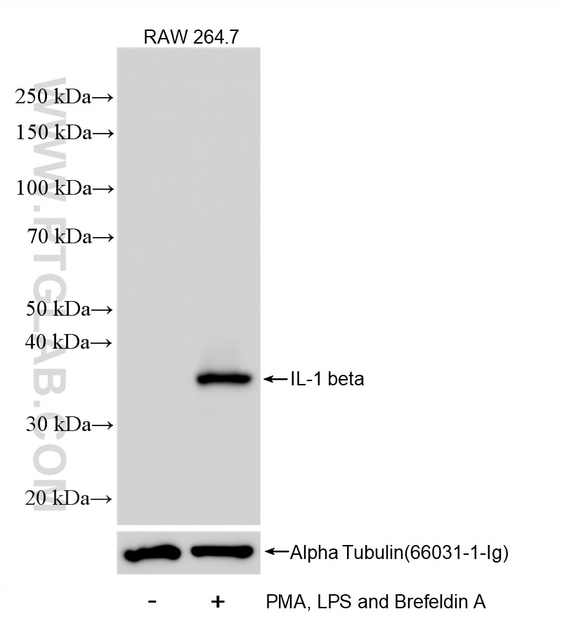 PMA, LPS and Brefeldin A treated RAW 264.7 cells were subjected to SDS PAGE followed by western blot with 84136-5-RR (IL-1 beta antibody) at dilution of 1:10000 incubated at room temperature for 1.5 hours. Western Blot (WB) analysis of RAW 264.7 cells using IL-1 beta Recombinant monoclonal antibody (84136-5-RR)