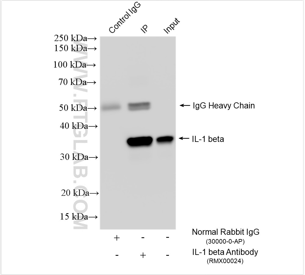 Immunoprecipitation (IP) experiment of THP-1 cells using Multi-rAb™ IL-1 beta Multi-Recombinant antibody (RMX00024)