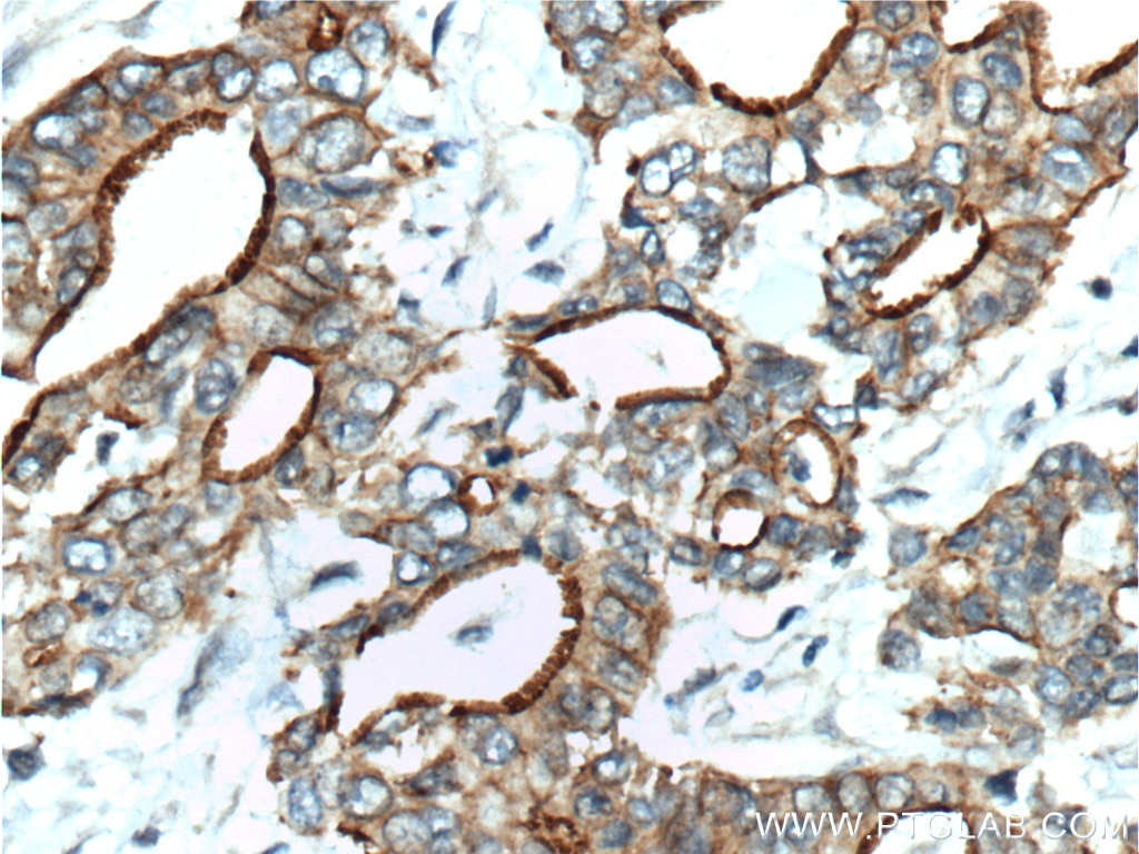 IL-10 Polyclonal antibody