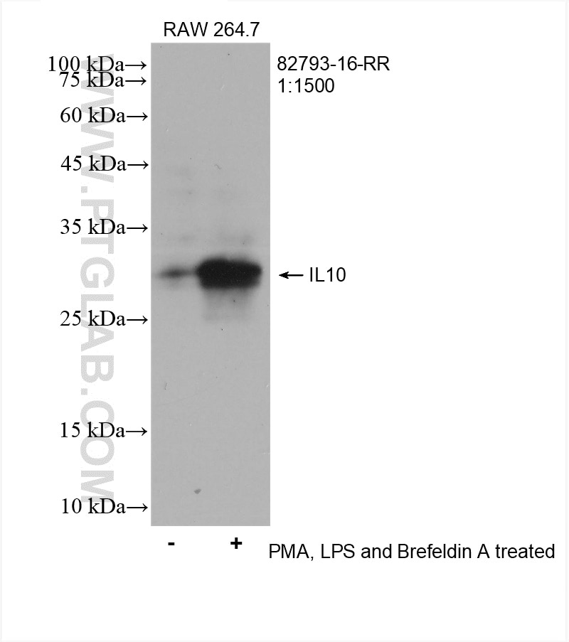 Western Blot (WB) analysis of RAW 264.7 cells using IL-10 Recombinant antibody (82793-16-RR)