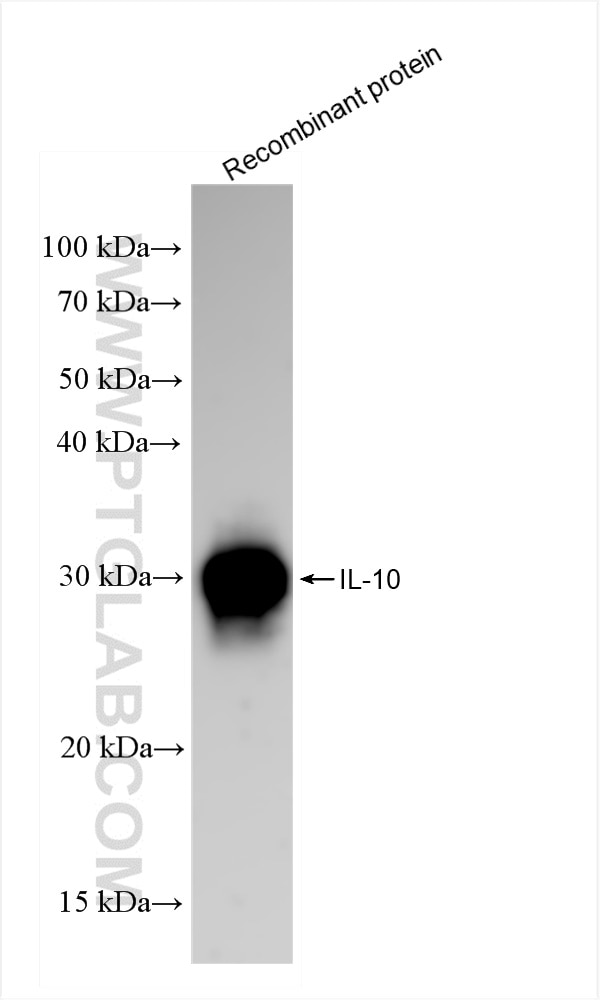 Western Blot (WB) analysis of Recombinant protein using rat IL-10 Recombinant antibody (82793-16-RR)
