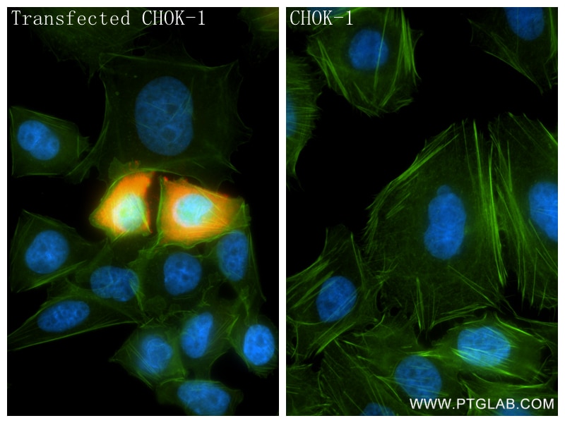 Immunofluorescence (IF) / fluorescent staining of Transfected CHO using IL-10 Recombinant monoclonal antibody (86547-4-RR)