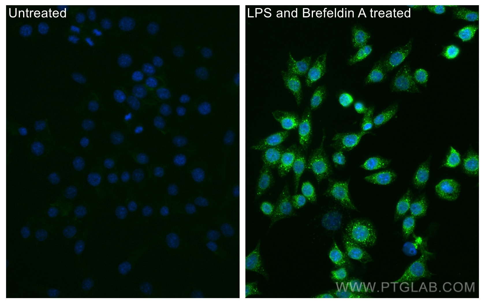 Immunofluorescence (IF) / fluorescent staining of RAW 264.7 cells using CoraLite® Plus 488-conjugated IL-10 Recombinant an (CL488-82191-3)