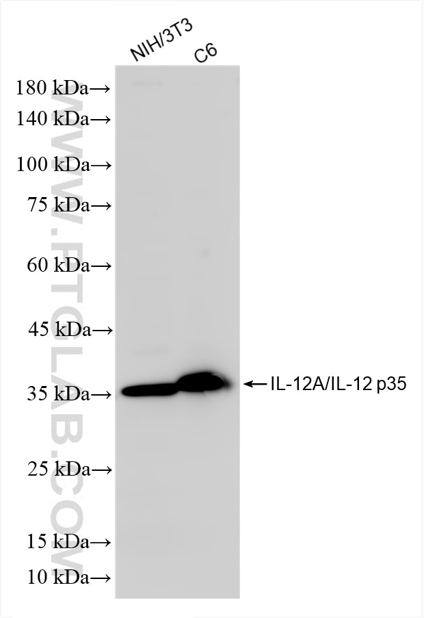 Western Blot (WB) analysis of various lysates using IL-12A/IL-12 p35 Recombinant antibody (85754-2-RR)