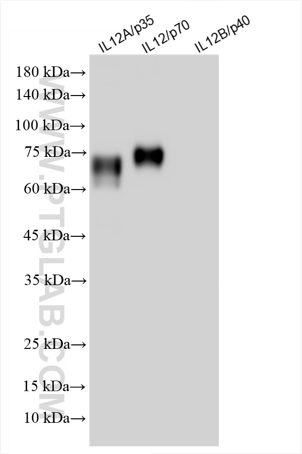 Western Blot (WB) analysis of various lysates using IL-12A/IL-12 p35 Recombinant antibody (85754-2-RR)