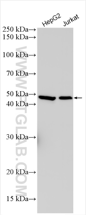 Western Blot (WB) analysis of various lysates using IL-12/IL-23 p40 Polyclonal antibody (30956-1-AP)