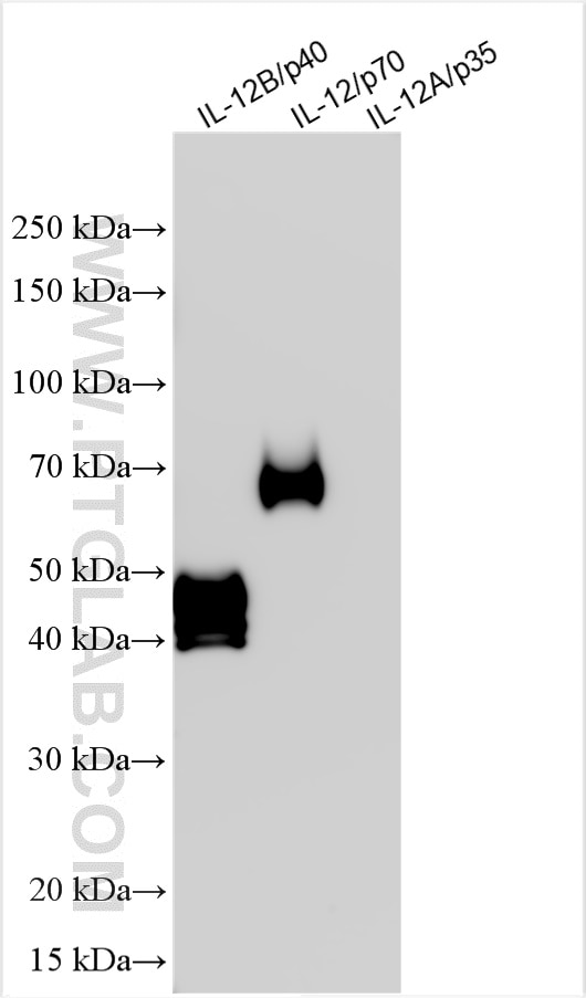 Western Blot (WB) analysis of various lysates using IL-12B Polyclonal antibody (30956-1-AP)