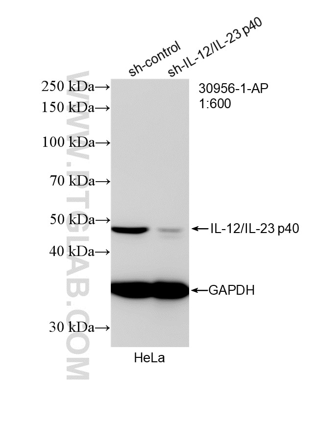 Western Blot (WB) analysis of HeLa cells using IL-12/IL-23 p40 Polyclonal antibody (30956-1-AP)