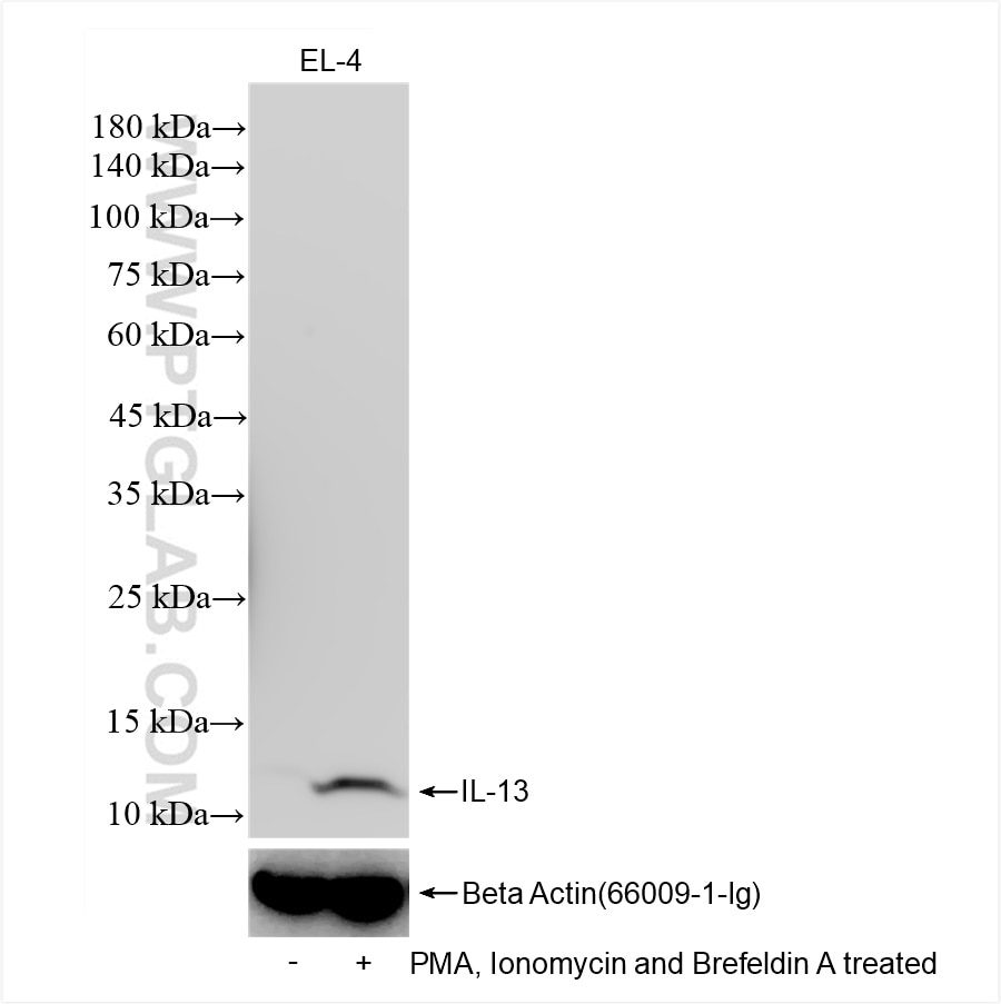 Western Blot (WB) analysis of EL-4 cells using IL-13 Recombinant antibody (83935-1-RR)